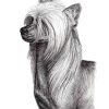 Chinese Crested dog drawn in black ink on white background