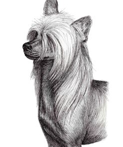 Chinese Crested dog drawn in black ink on white background