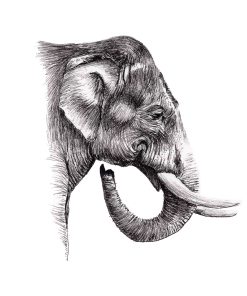 A black and white artwork showing the head, neck, tusks and trunk of an elephant