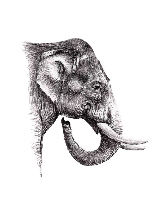 A black and white artwork showing the head, neck, tusks and trunk of an elephant