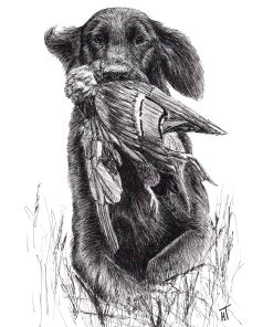 Artwork of a black, flat coated retriever carrying a duck in it's mouth and running through bush. Black and white artwork
