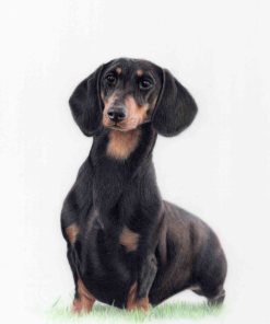 An artwork of a black and tan standard smooth haired Dachshund standing in the grass looking out at the viewer. Done in colour pencil.
