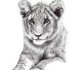 A black and white artwork of a lion cub, showing it's head and front legs