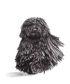 Artwork of Hungarian Puli moving towards viewer, corded coat moving from side to side. Artwork done in black and white.