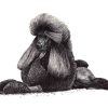 An artwork of a black Standard Poodle lying down on grass. Image is in black and white.
