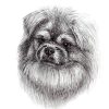 An artwork of a Tibetan Spaniel head and neck. Image is in black and white.