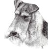 A black and white artwork of a wire haired Fox Terrier's head and neck.