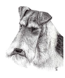 A black and white artwork of a wire haired Fox Terrier's head and neck.