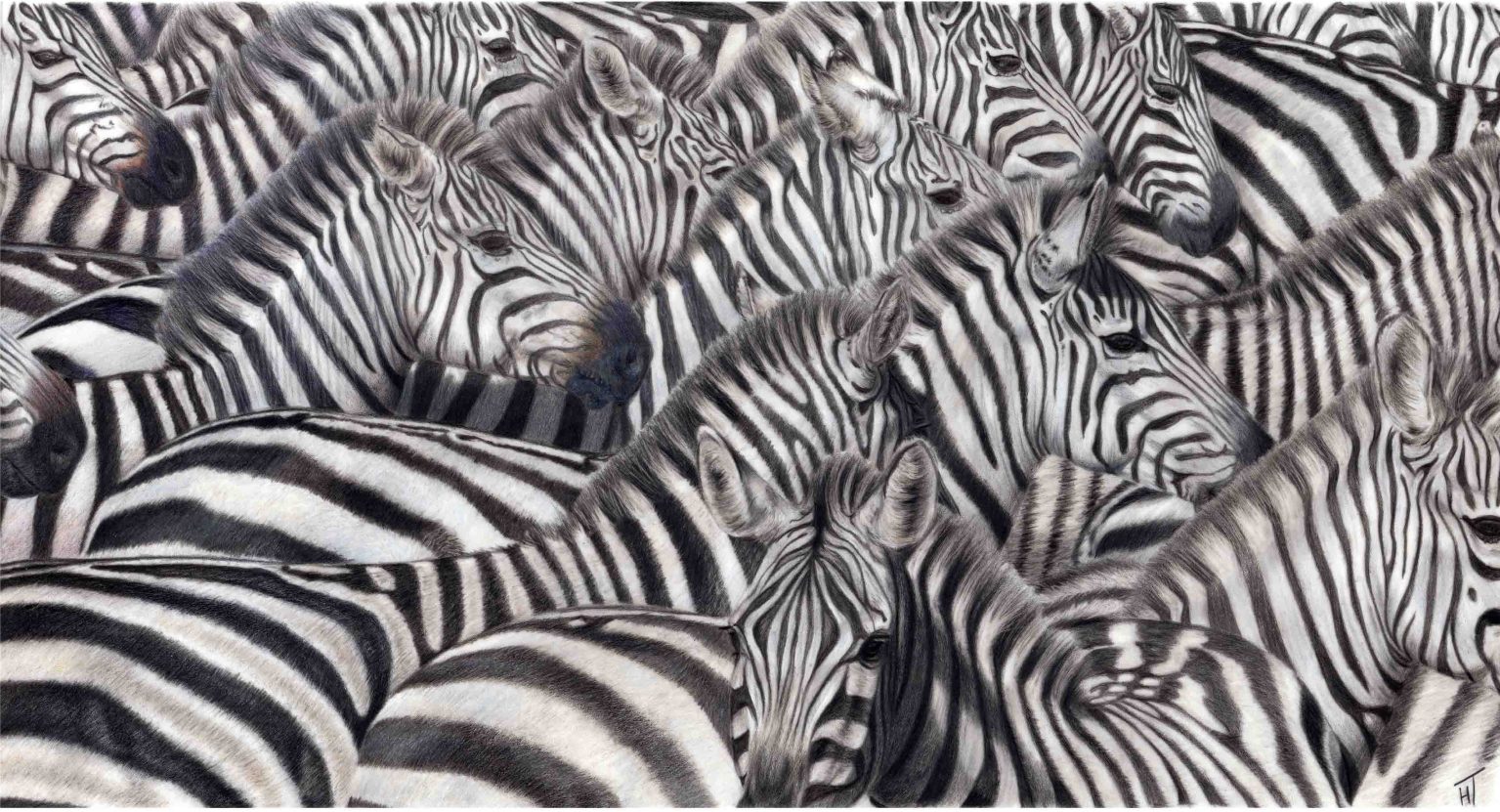 An artwork of a herd of Zebras, done mostly in black and white