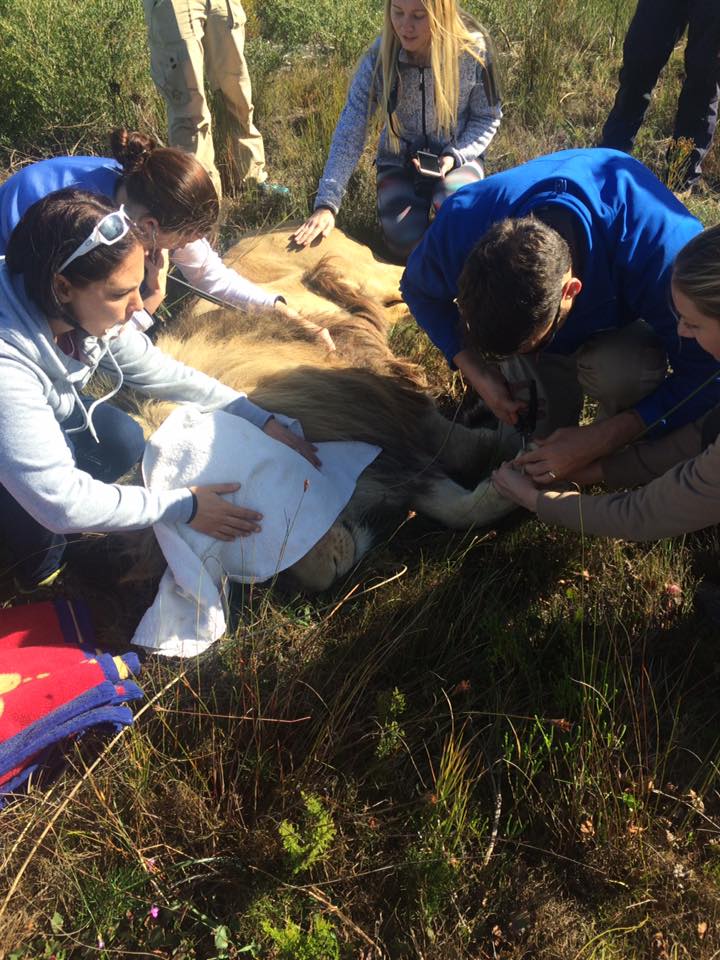 A photograph of a veterinary team performing a surgical procedure on an anaesthetised adult male lion