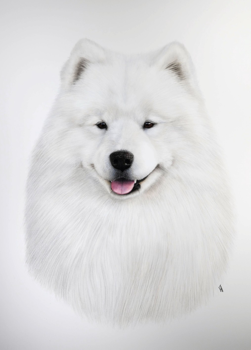 A realistic artwork of a Samoyed male done in coloured pencil.