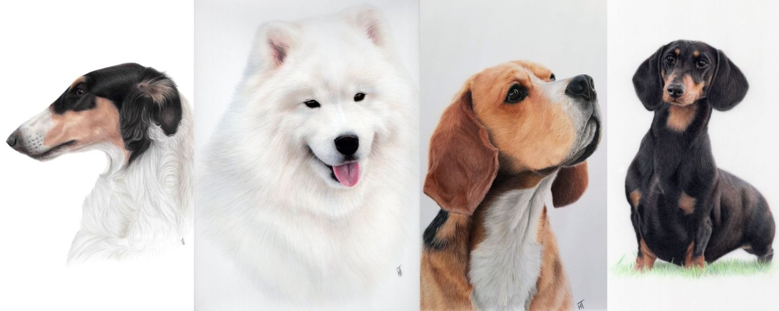 An image of four artworks of dogs, a borzoi, a samoyed, a beagle and a dachshund.