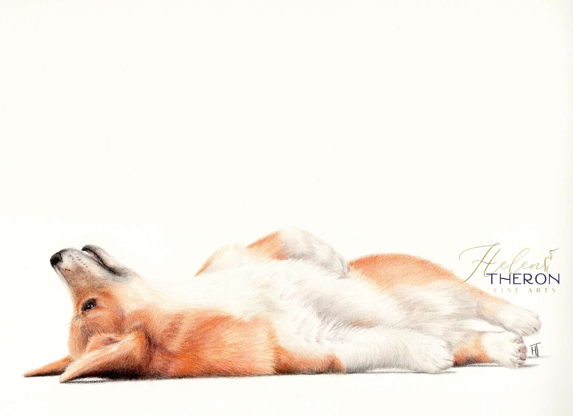 An artwork of a corgi, relaxing on it's back. Done in coloured pencil