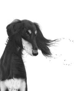 An artwork of a saluki with bits of gold blowing throwing his ear feathering. Done in colour pencil