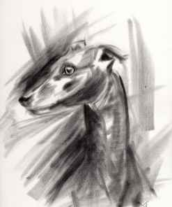An artwork in black on a creamy white background of a Whippet's head and neck.